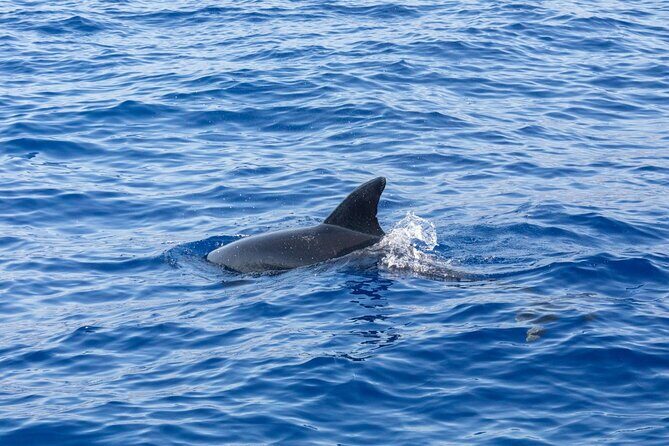 Living Sea Boat Trip in Madeira from Funchal - FAQs