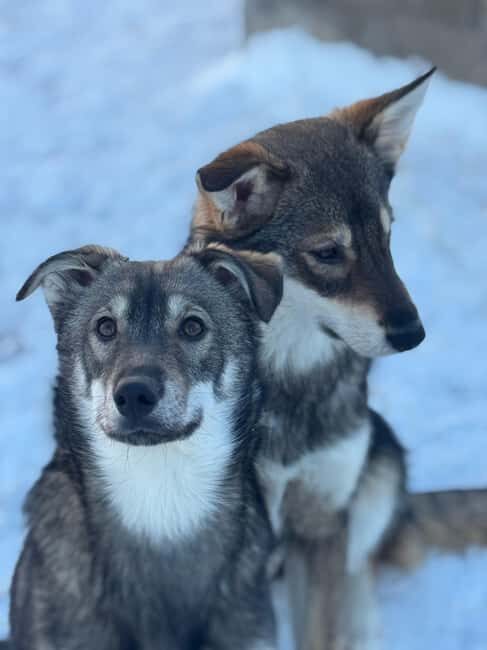 Ljørdalen-Trysil: Bergli Husky Kennel Visit - Key Points