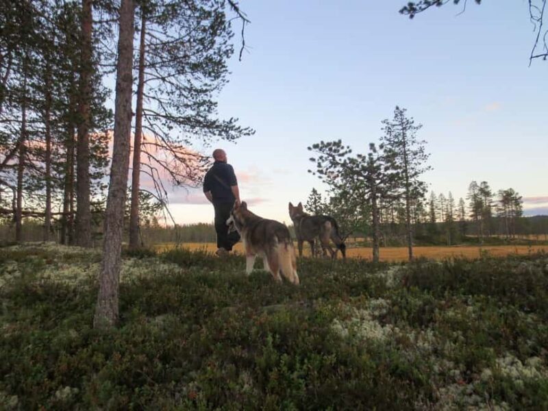 Ljørdalen - Trysil: Husky Hike with Campfire and lunch! - Why This Tour Offers Real Value