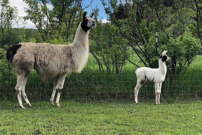 Llama Hike and Farm Tour - Final Thoughts