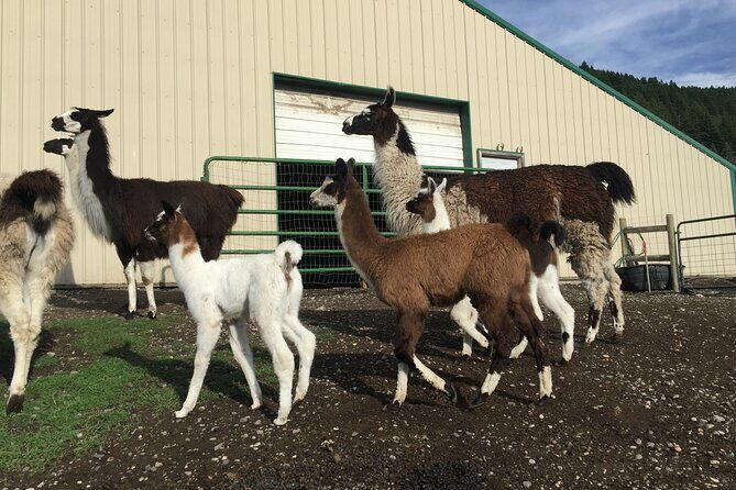 Llama Hike and Farm Tour - FAQ