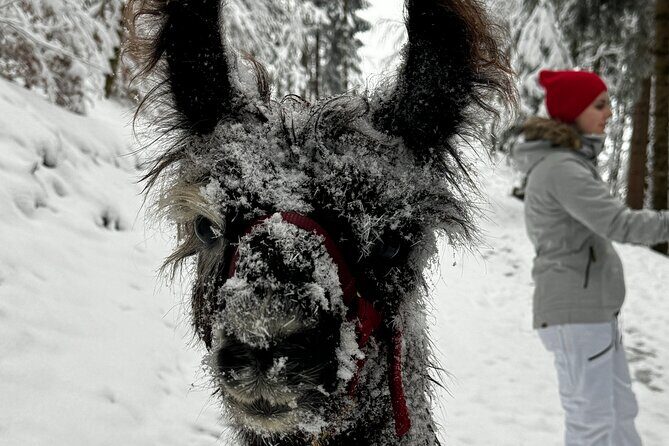 Llama hike through the wonderful Liechtenstein mountains - Key Points