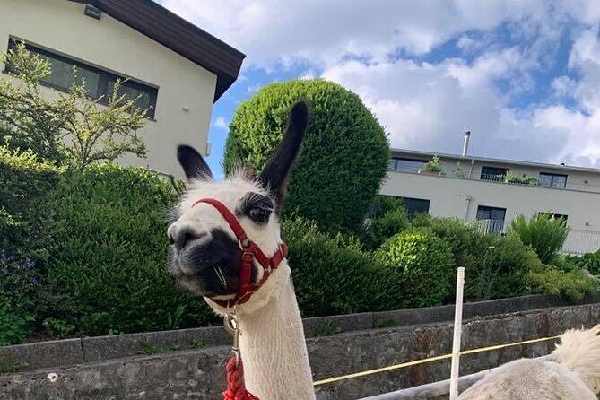 Llama hike through the wonderful Liechtenstein mountains - Final Thoughts