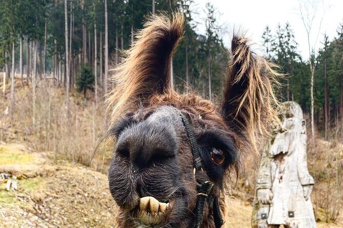 Llama hike through the wonderful Liechtenstein mountains - FAQ