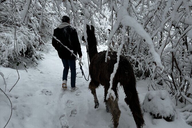 Llama hike with homemade, traditional cheese fondue - Final Thoughts: Who Will Benefit Most?
