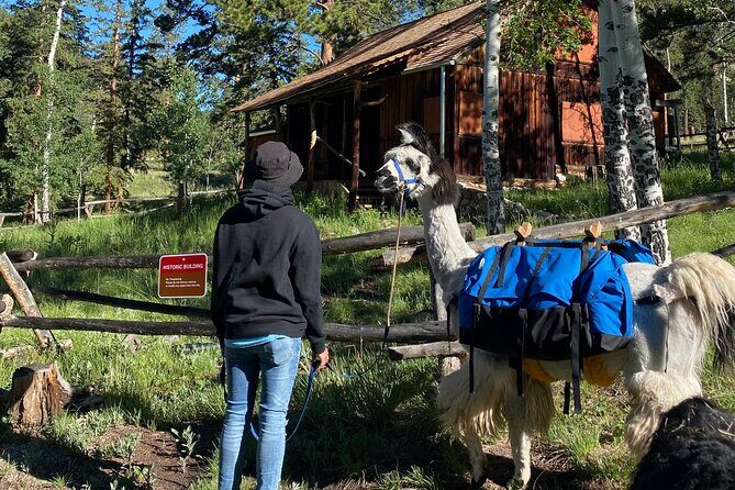 Llama to Lunch in the Rocky Mountains - A Closer Look at the Experience