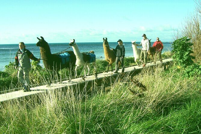 Llama Trek (Half-day) - Kaikoura Bay, Beaches & Seal Colony - Exploring the Kaikoura Llama Trek: A Deep Dive