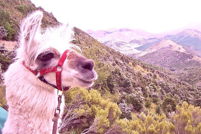 Llama Trek (Taster) - Kowhai River Valley and Native Woodland Tour - An In-Depth Look at the Llama Trek Experience