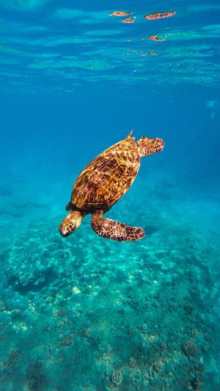 Lna'i Coast Snorkel & Sail from Lahaina - Final Recommendations
