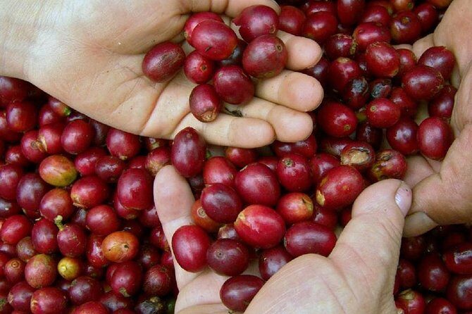 Local Coffee Tasting and Cultural Experience - FAQs