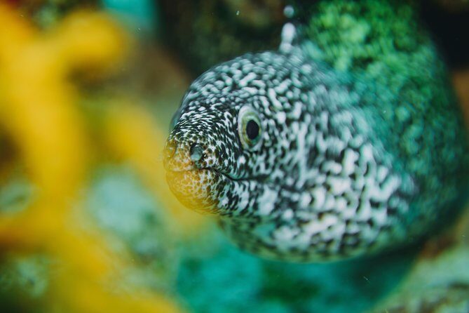 Local Dive in Playa del Carmen - Key Points