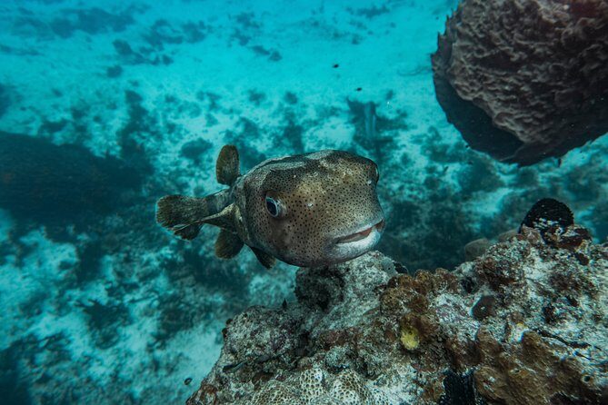 Local Dive in Playa del Carmen - Frequently Asked Questions