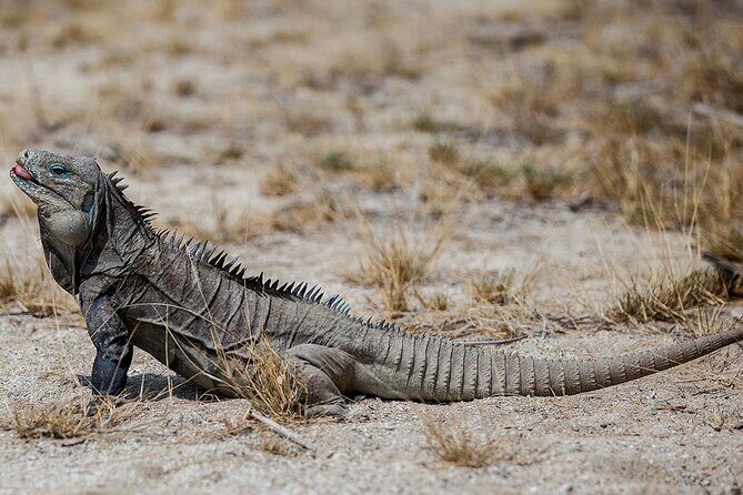 Local Excursion || Jungle Safari Excursion - Frequently Asked Questions