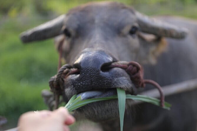 Local Farming Experience in Chiang Mai, Thailand - A Closer Look at the Experience