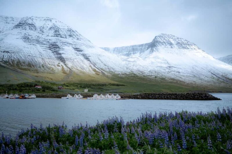 Local Guide Private Tour from Ísafjörður-Flexible Itinerary - Key Points