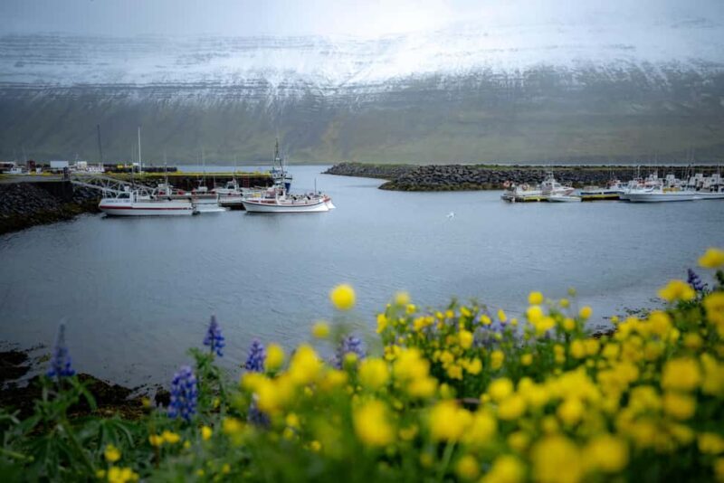 Local Guide Private Tour from Ísafjörður-Flexible Itinerary - Final Thoughts: Who Should Consider This Tour