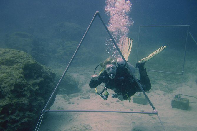 Local Guided Dives (for certified/licensed divers) - A Closer Look at the Experience