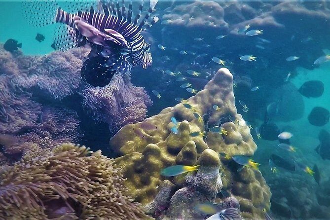 Local Reef Snorkelling and Deserted Beach - An In-Depth Look at the Experience