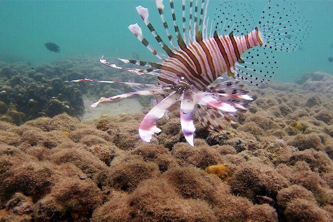 Local Reef Snorkelling and Deserted Beach - Price and Overall Value