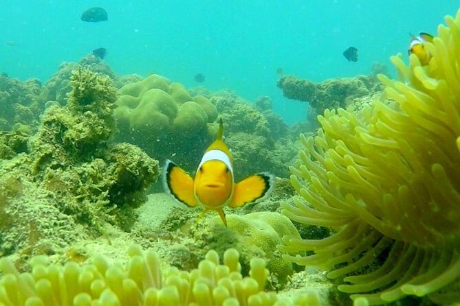 Local Reef Snorkelling and Deserted Beach - Who Should Book This Tour?