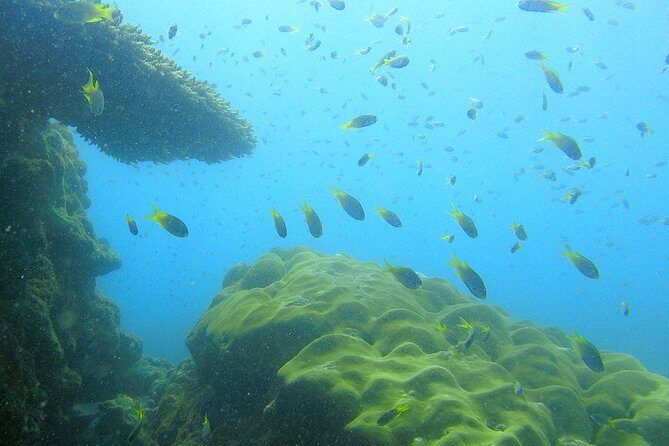 Local Reef Snorkelling and Deserted Beach - FAQs