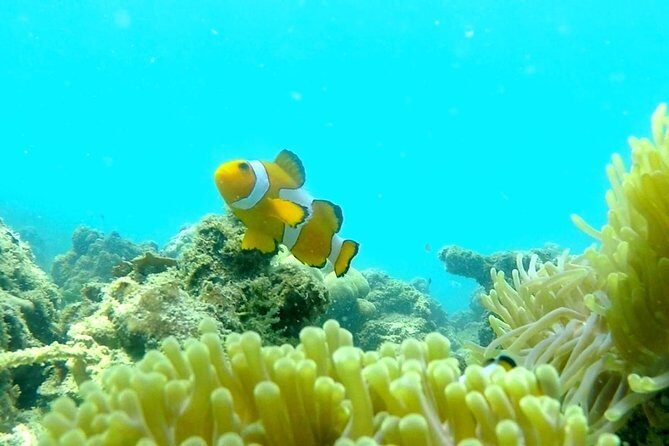 Local Reef Snorkelling and Deserted Beach - Final Thoughts