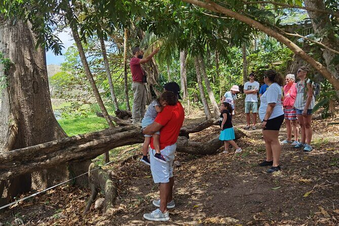 Local Sightseeing & Mangrove Tour - Analyzing the Value at $145