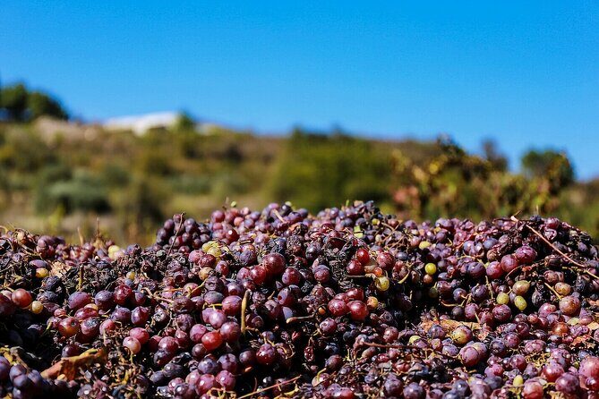 Local Wineries Tour with Wine Testing from Paphos - Who Should Consider This Tour?