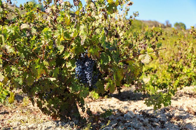 Local Wineries Tour with Wine Testing from Paphos - Final thoughts