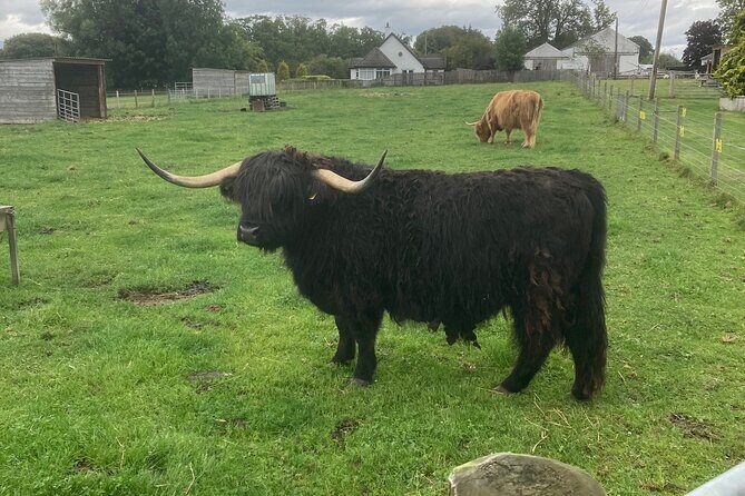 Loch Ness , Heilan Coos ,Great Glen , Fort William and Glencoe - Frequently Asked Questions