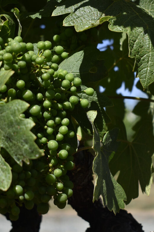 Lodi: Wine Tasting Tour Private Customized 1 -14 Group - Discover Lodi’s Hidden Wine Treasures with a Private Tasting Tour
