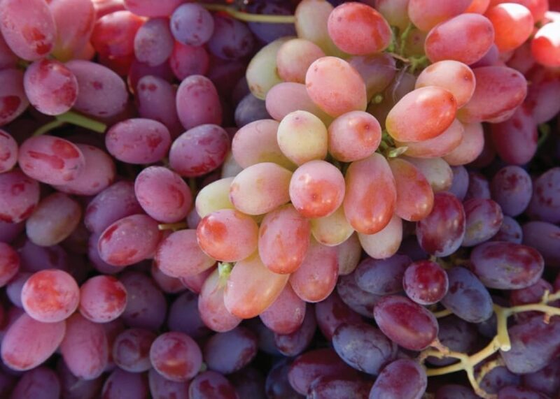 Lodi: Wine Tasting Tour Private Customized 1 -14 Group - Who Is This Tour Best For?