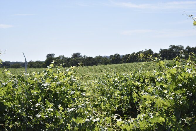 Lodi wine tasting tours Customized private 1 to 14 passenger - Lodi Wine Tasting Tours: A Personalized Journey Through California’s Wine Country