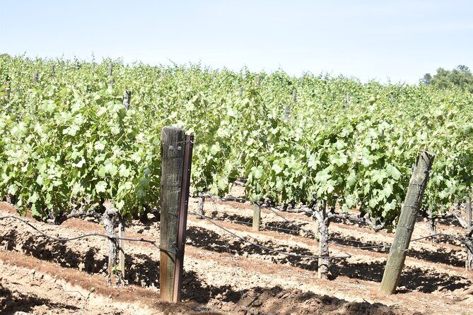 Lodi wine tasting tours Customized private 1 to 14 passenger - Key Points