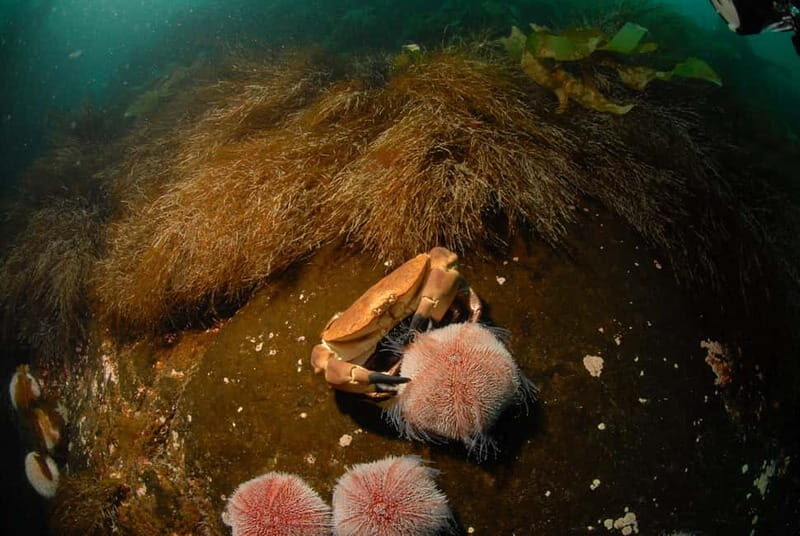 Lofoten: Family Snorkeling Tour - Who Should Sign Up?