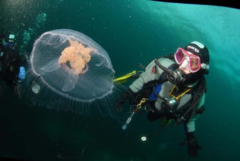 Lofoten: First Time Scuba Diving Experience - An Honest Look at the Arctic Scuba Adventure