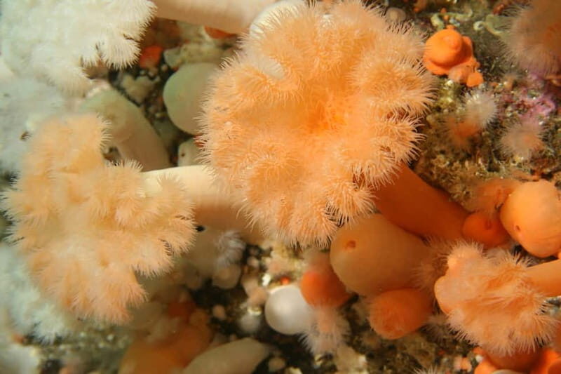 Lofoten: First Time Scuba Diving Experience - Practical Considerations