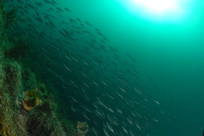 Lofoten Grand Canyon Snorkeling Tour - Experience the Lofoten Grand Canyon Snorkeling Tour