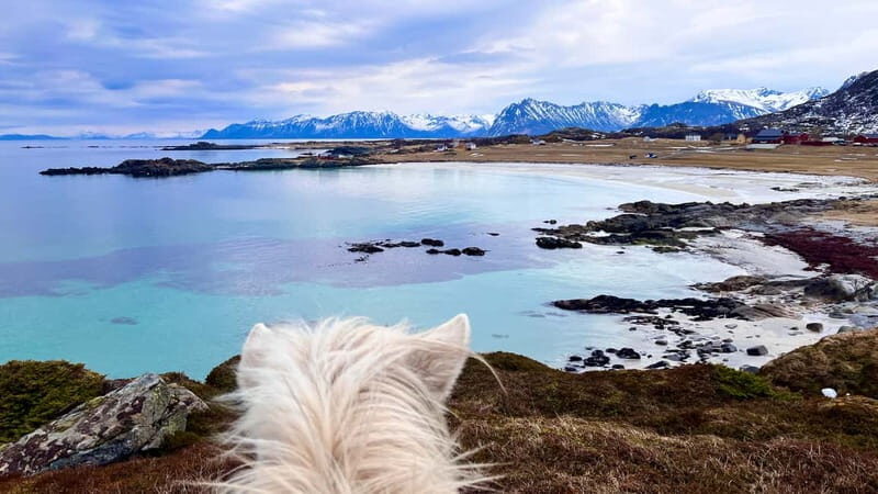 Lofoten: Guided Horse Riding Tour Over Hov and Hovsund - The Sum Up