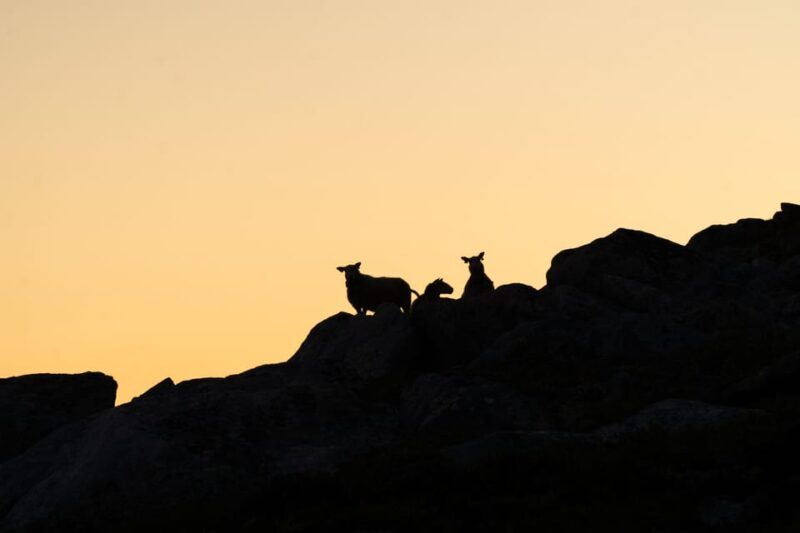Lofoten Islands: Guided Hiking Into the Wilderness - Uphill - What Travelers Say: Authentic Insights