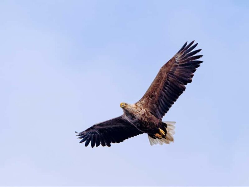Lofoten: Sea Eagle Sunset Cruise - Why Choose This Tour?