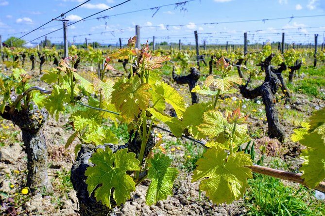 Loire Valley Wines and Castle Small Group Day Trip from Paris - FAQs