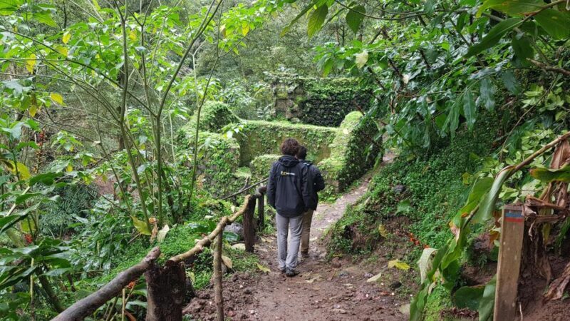 Lomba de São Pedro: Waterfall Hiking Tour with Tea Tasting - An In-Depth Look at the Experience