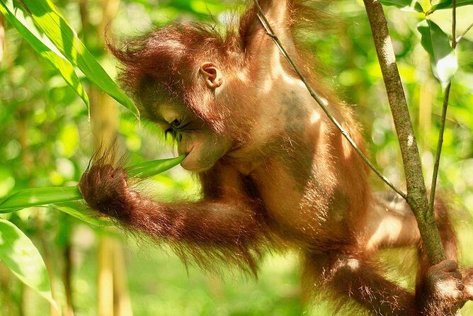 Lombok Wildlife Park Skip the Line Ticket - Authenticity and Conservation Focus