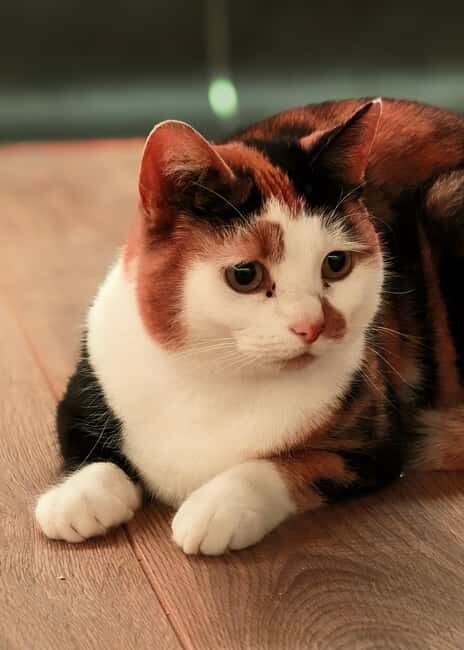London Cat Cafe: Cat Lounge Entry Ticket - An Authentic and Calm Encounter with Cats in London