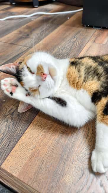London Cat Cafe: Cat Lounge Entry Ticket - The Practicalities: What You Can Expect