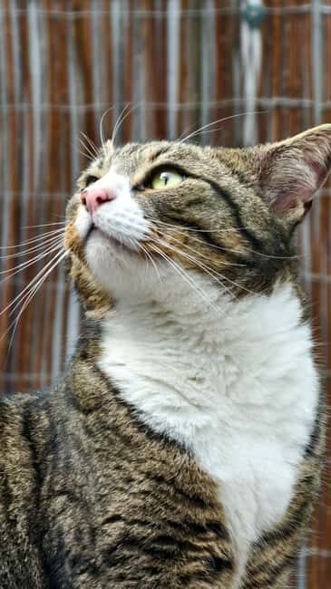 London Cat Cafe: Cat Lounge Entry Ticket - The Overall Value and Who It’s Best For