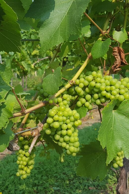 London: Full-Day English Wine Tour with Lunch - Exploring English Wines on a Full-Day Tour from London