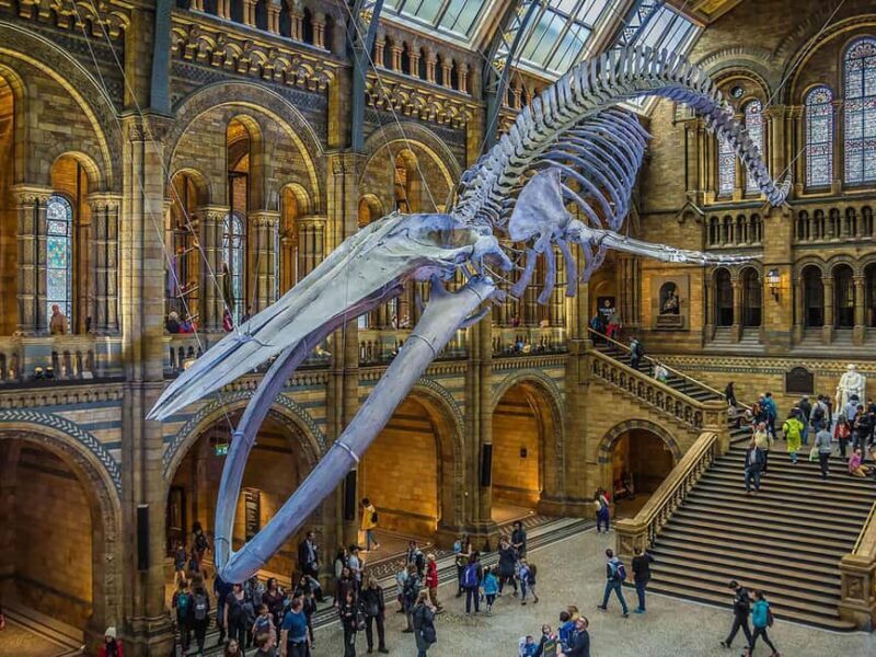 London: Guided Exploration at the Museum of Natural History - Exploring London’s Natural History Museum: A Detailed Review