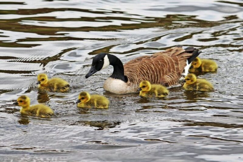 London: Hampton Court to Richmond River Thames Cruise - Experience the Charm of the Thames: Hampton Court to Richmond Cruise